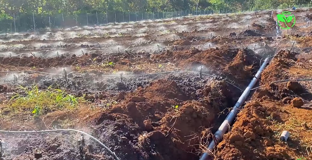 he thong tuoi ca phe da than tha ngon tai binh phuoc 